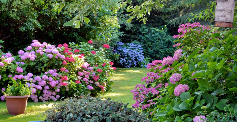 jardin de fleurs